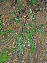 Blechnum membranaceum. Mature plants with prostrate sterile fronds, and erect fertile fronds.
 Image: L.R. Perrie © Leon Perrie CC BY-NC 3.0 NZ